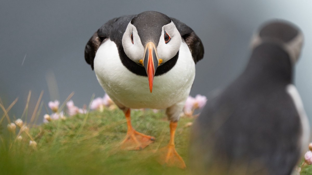 Ross Mackenzie tweet media