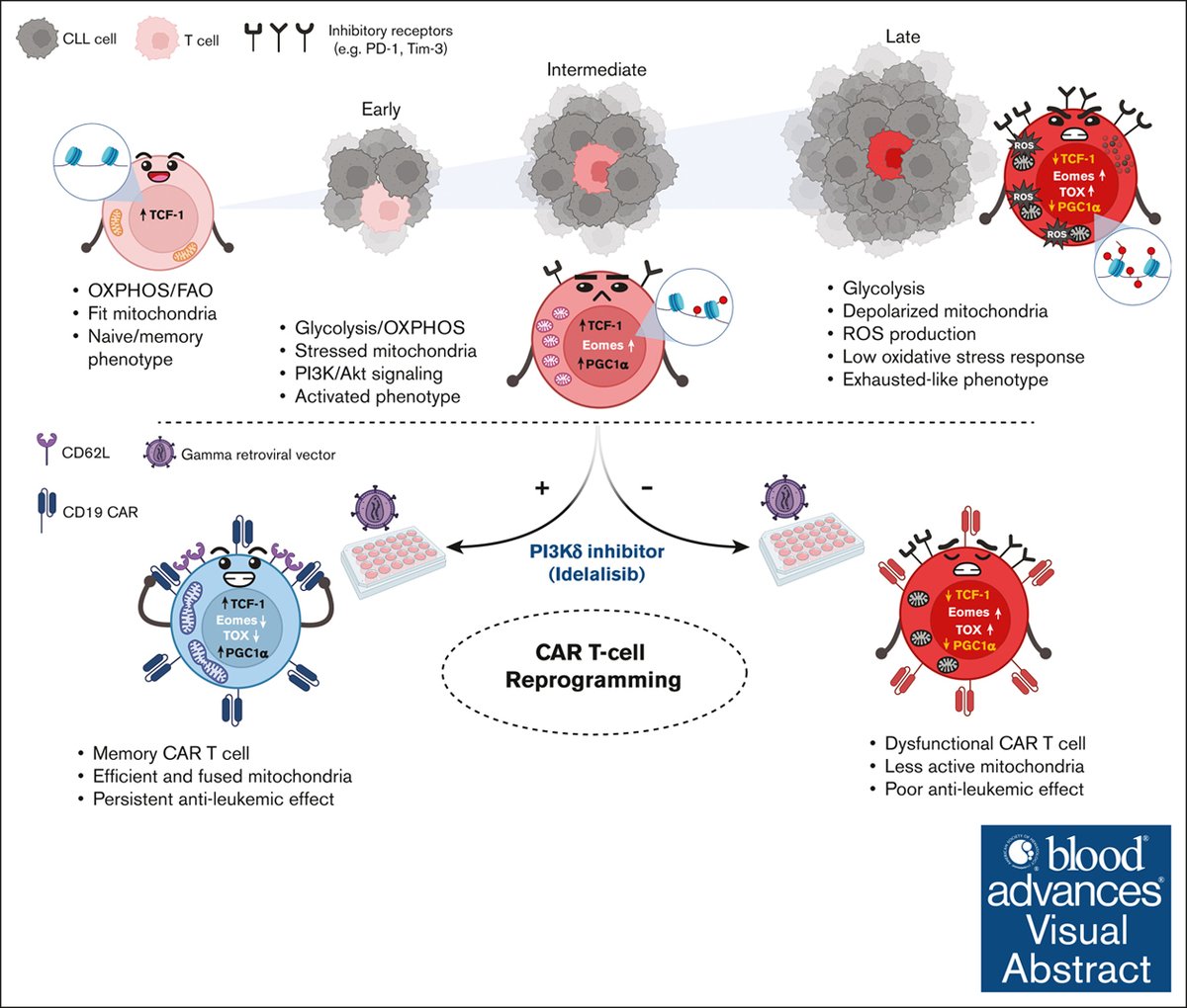 Ex vivo reprogramming of CLL T-cell mitochondrial activity enhances CAR T-cell efficacy and persistence in an immunocompetent murine model. ow.ly/xtKT50W0xj0 #immunobiologyandimmunotherapy #lymphoidneoplasia