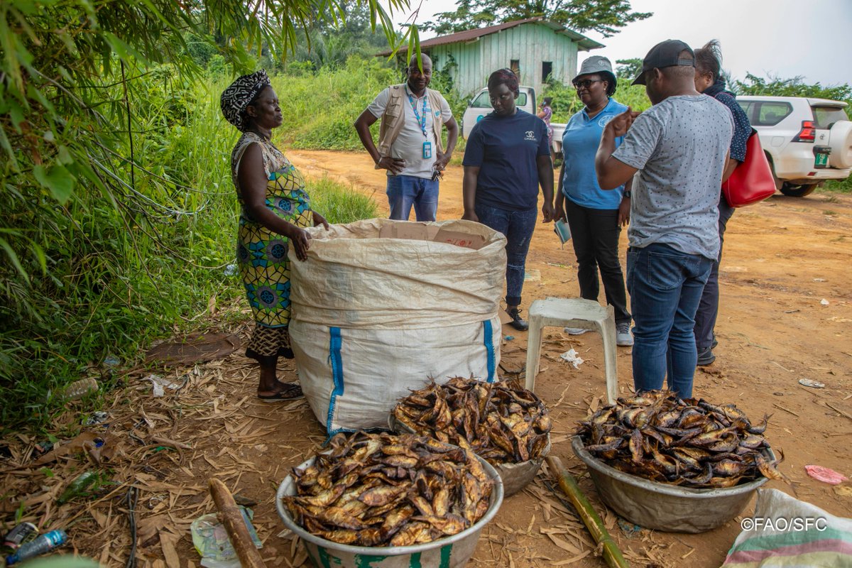 Une mission d'appui FAO Gabon 🇬🇦évalue la faisabilité technico économique et sociale d'introduction de techniques améliorées de fumage du poisson pour une Meilleure Production, Meilleure Nutrition, Meilleur Environnement et Meilleures Conditions de Vie
#4Betters #FAO