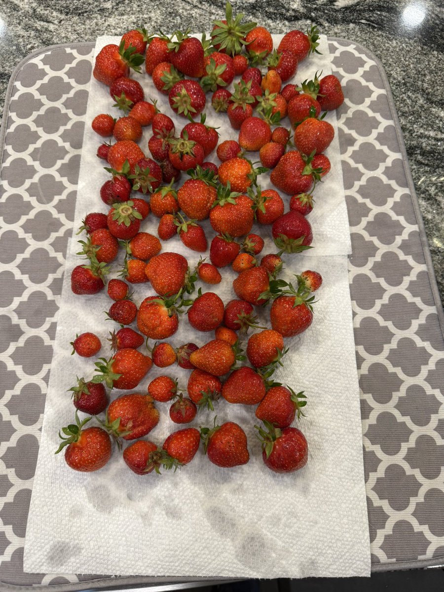 strawberry harvest time is the best