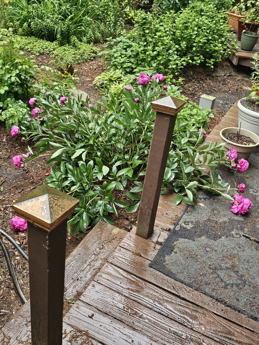 Bush peony (Felix Crousse) in my garden doing what bush peonies do best when it rains: flopping. Hey, it's physics, man.