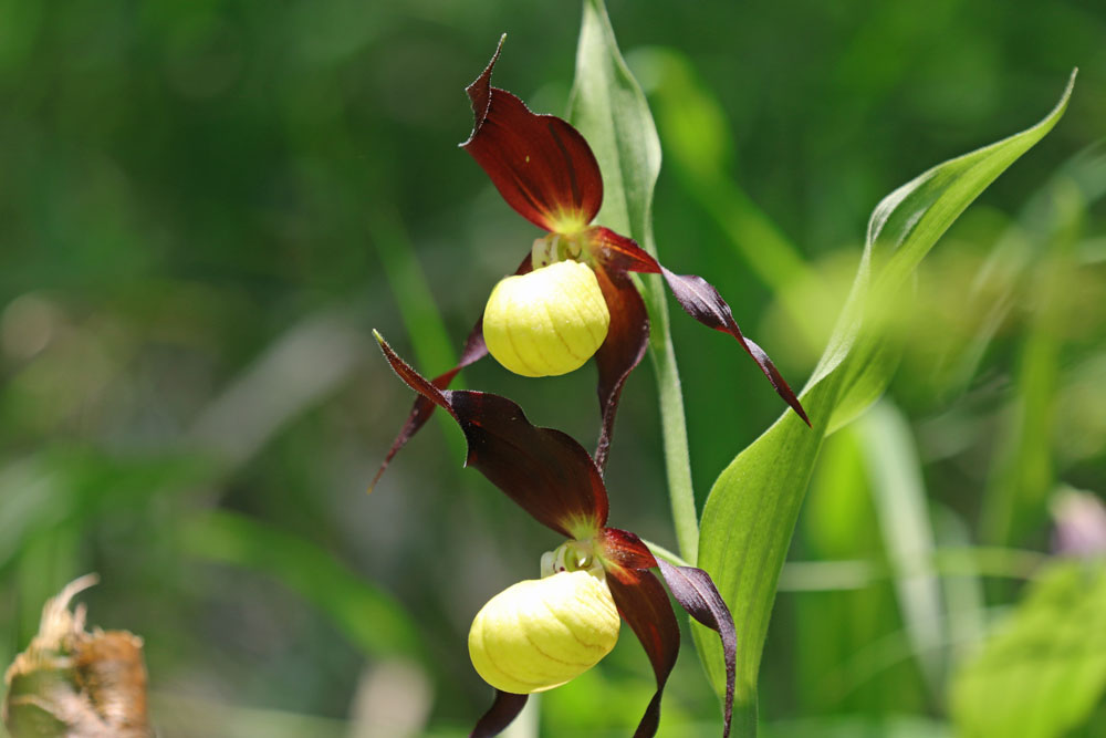Les sabots de vénus sont en fleur en Chartreuse. C'est une magnifique orchidée, rare et menacée, qui met entre 8 et 15 ans pour arriver à maturité !
#chartreuse #sabotdevenus #orchidee