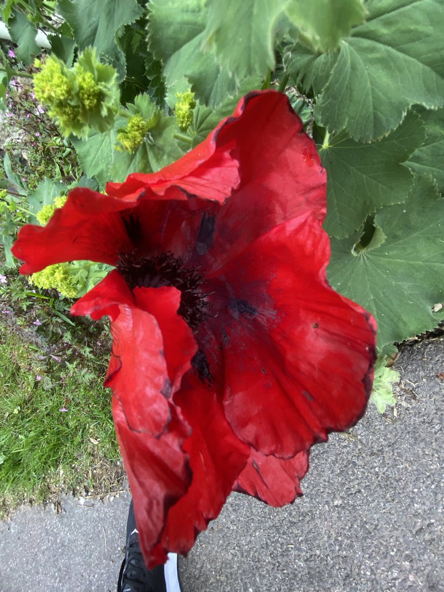 The strange beauty of poppies- where’s Georgia when you need her?