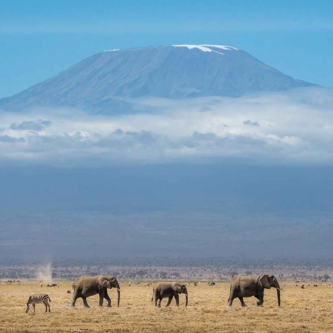 Did you know?
Mount Kilimanjaro is so big, it creates its own weather!

The mountain pulls in moisture from the air, which helps feed the rivers and plants around it. That’s why you often see elephants, zebras, and other animals living near its base.