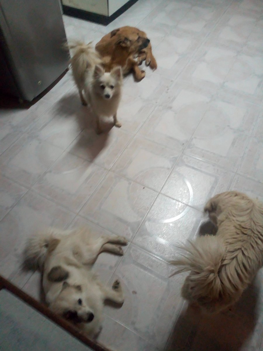 Barking ends and bites grow rare
When training’s done with patient care.
From nips to nuzzles, change is slow —
But love will guide the way to go.
❃❃ 𝑰.𝑶.𝑵 ❃❃
𓃥 Need dog-training and grooming in Nakuru City?
➢ ➣ tinyurl.com/Training-Groom… 𓃥𓃥