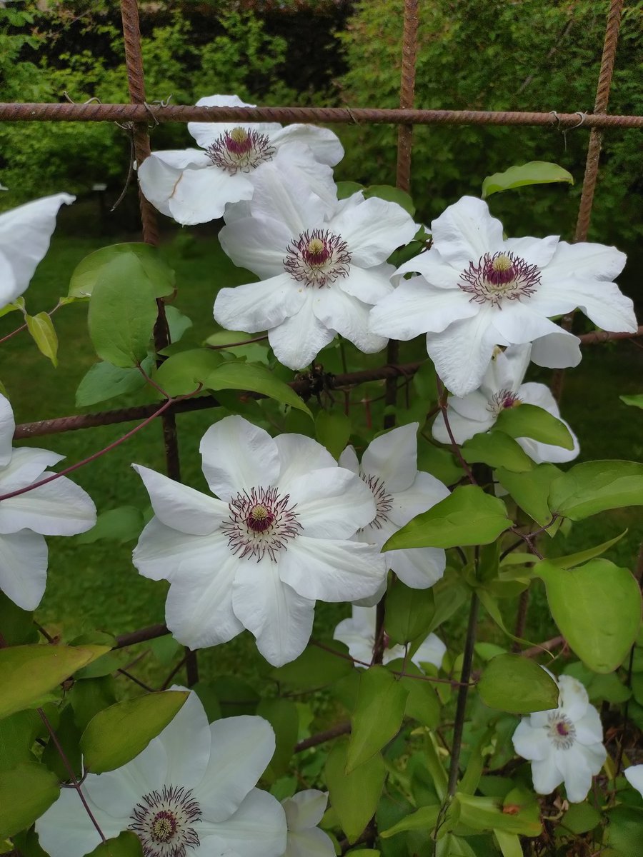 Det är gott för själen att begrunda blommornas sköra skönhet. En kort livstid som ger så många så mycket glädje. #rosariet #jönköping