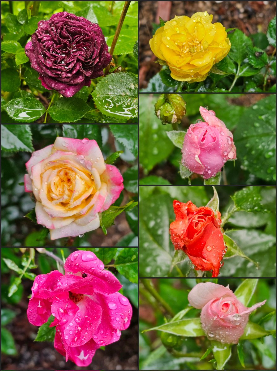 Roses in my garden this morning. In the rain. Good day, all.