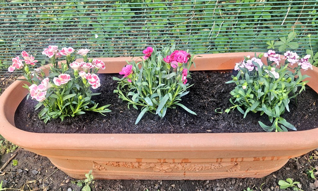 Sophia π (@sophiaot_) on Twitter photo Today we put lots of new flowers into our garden at The Ladywell Unit as part of our #gardening groupπΉπ΅πͺ΄ A huge thanks to <a href="/Garden4Disabled/">GardeningwithDisabilities</a> for funding this project, we look forward to seeing them bloom over the coming months! #mentalhealth #lewisham #horticulture #greentherapy Today we put lots of new flowers into our garden at The Ladywell Unit as part of our #gardening groupπΉπ΅πͺ΄ A huge thanks to <a href="/Garden4Disabled/">GardeningwithDisabilities</a> for funding this project, we look forward to seeing them bloom over the coming months! #mentalhealth #lewisham #horticulture #greentherapy
