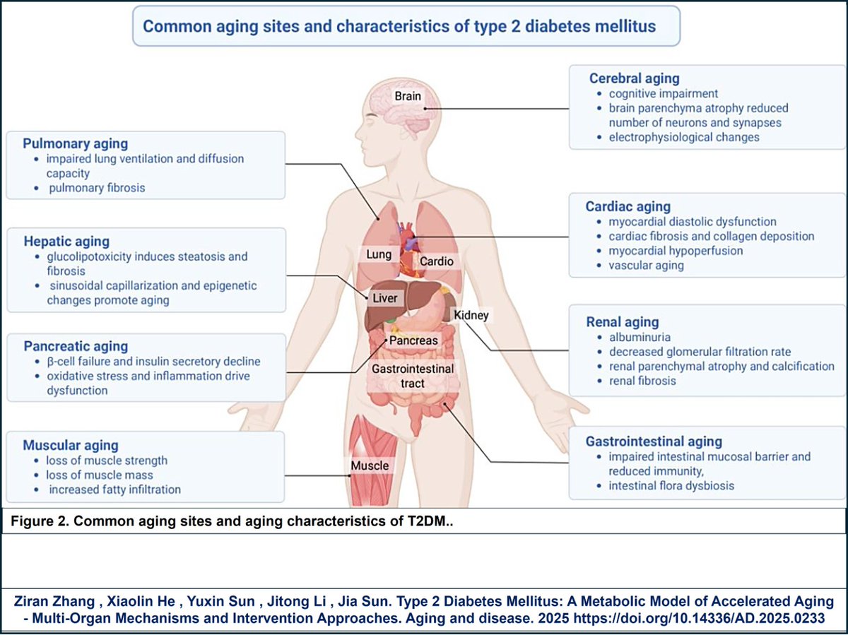 Diabetes mellitus tipo 2 como modelo de envejecimiento acelerado.