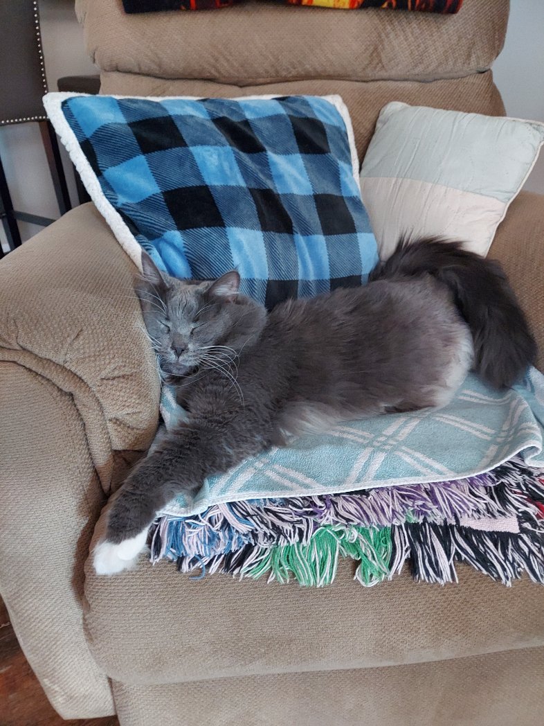 Tummy full of treats and all wore out from reading all the birthday wishes! Trelane says thank you everyone!😺😴❤️ #CatsOfTwitter #CatsOfX #cats