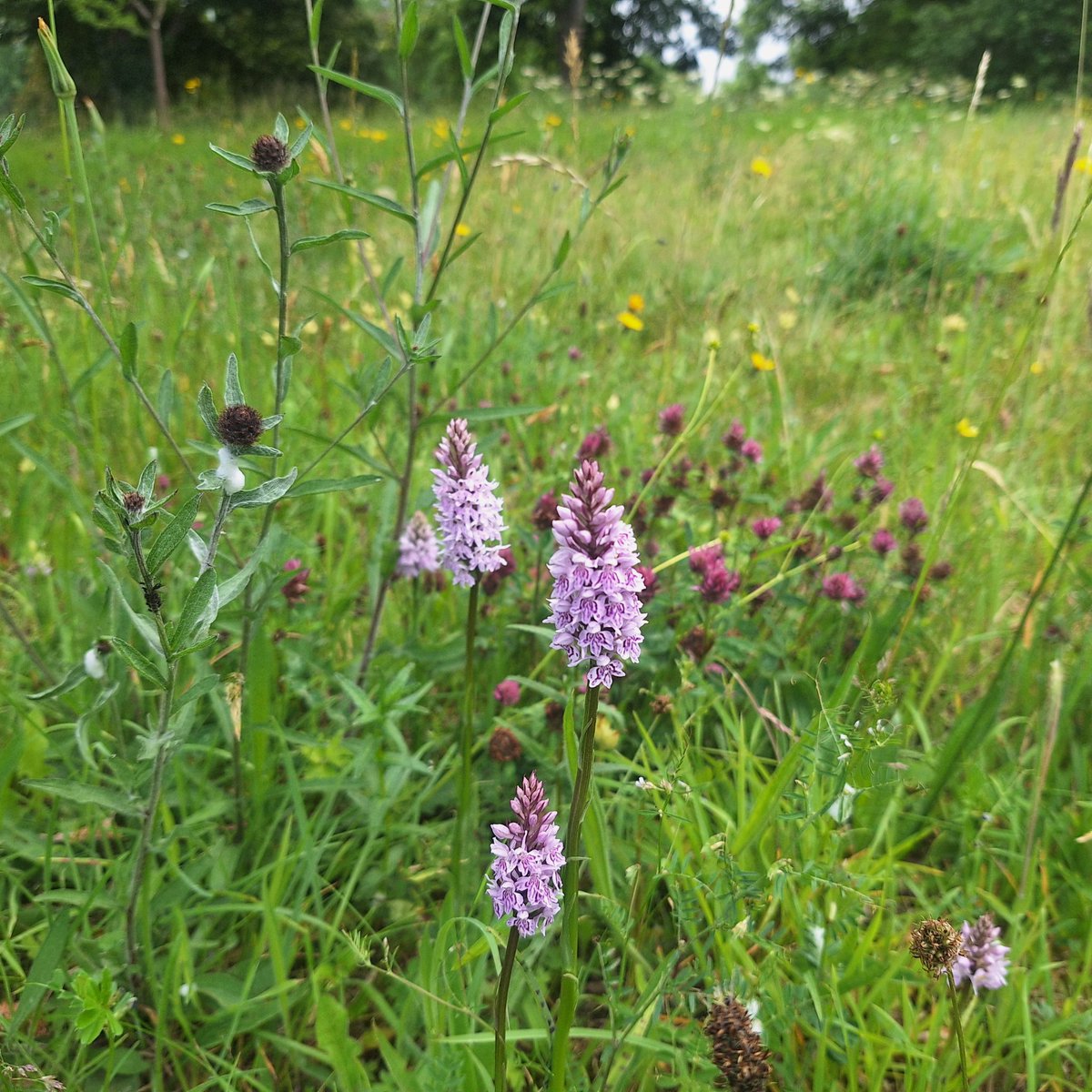 Andy Underscore (@andy_underscore) on Twitter photo #30dayswild spotting orchids in the meadow at the University of Birmingham. <a href="/WTBBC/">Birmingham & Black Country Wildlife Trust</a> #30dayswild spotting orchids in the meadow at the University of Birmingham. <a href="/WTBBC/">Birmingham & Black Country Wildlife Trust</a>