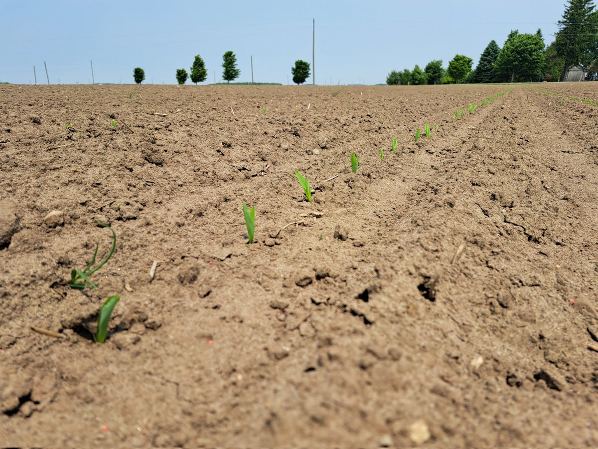 Matt Chapple (@chapple_mc) on Twitter photo Emergence differences are a key characteristic in product positioning for your farm. Understanding the differences is a satisfying task across many acres, from Clay to sand. A7275G2 has been a stand out across Eastern Canada this season. #ontag <a href="/PRIDESeeds/">PRIDE Seeds</a> Emergence differences are a key characteristic in product positioning for your farm. Understanding the differences is a satisfying task across many acres, from Clay to sand. A7275G2 has been a stand out across Eastern Canada this season. #ontag <a href="/PRIDESeeds/">PRIDE Seeds</a>