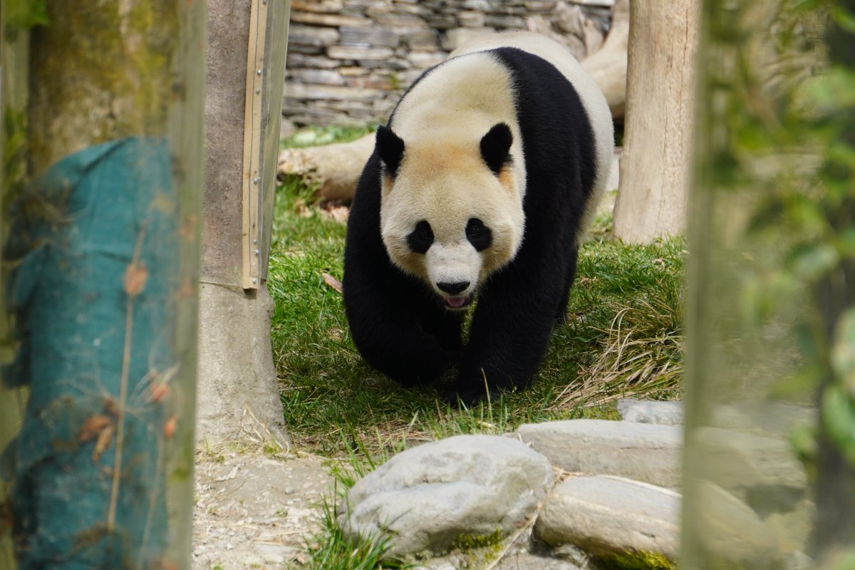 We’ll be visiting Bao Bao, Tai Shan and Xiao Qi Ji, and Zhen Zhen in Wolong Panda Base this weekend! Alex cant’t wait to meet them. Don’t miss this opportunity!
Virtual Tour Sign-Up: mypandatours.com/collections/al…
“TOUR #168•Wolong Panda Base• Saturday 7 June, 9:30PM (Times in EDT) ”