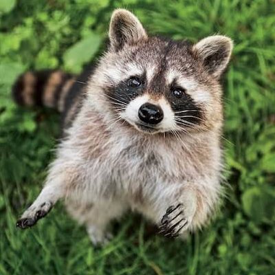 アライさんが好き？
奇遇なのだ。
アライさんもアライさんのこと好きなのだ。