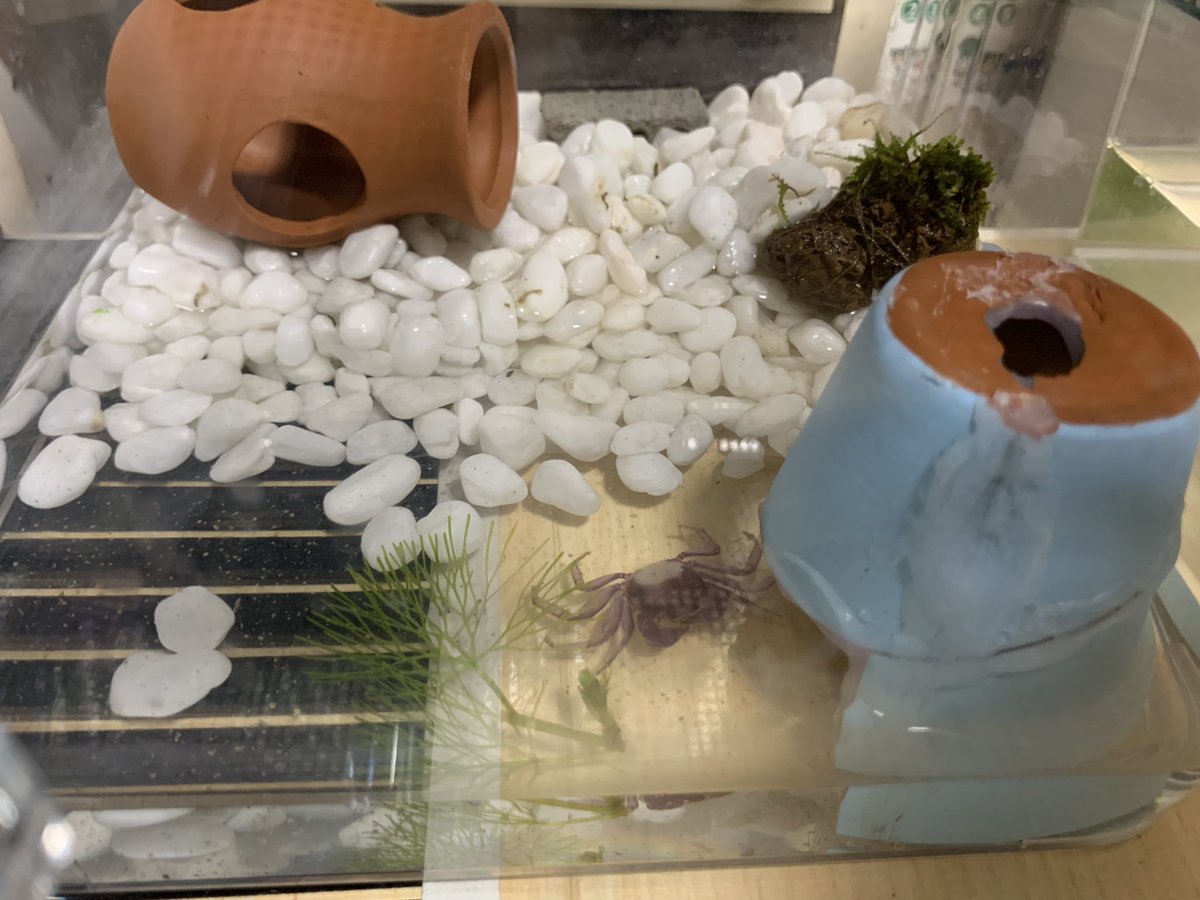 ヴァンパイアクラブの脱皮殻ってこんなに綺麗に残るの?!!!
めっちゃびびった〜!
本体はツボの後ろに隠れてます。

この脱皮殻は取っていいのか?
それとも食べたりするのか??

 #ヴァンパイアクラブ