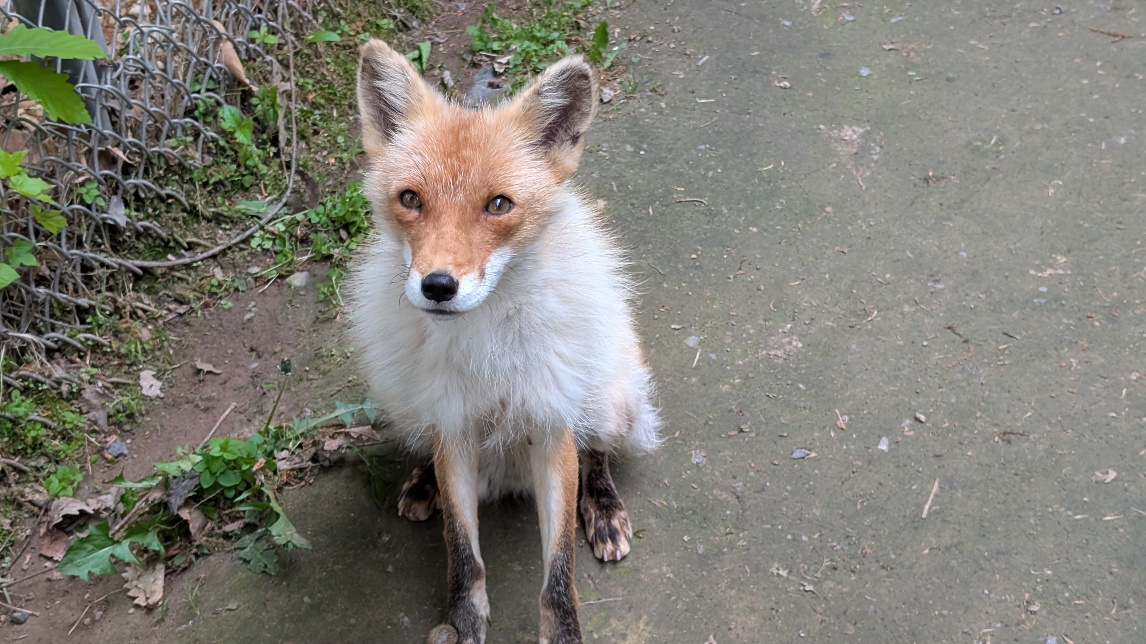 北きつね牧場【公式】 on X: 