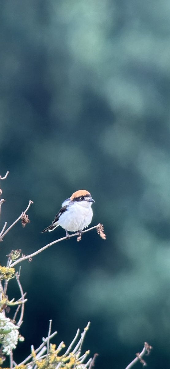 MartinWoo66's tweet photo. Woodchat Shrike, Daresbury this morning. Nice ⁦@CAWOSBirding⁩ ⁦@CHESHIREBIRDING⁩ https://t.co/gq8CscopCS