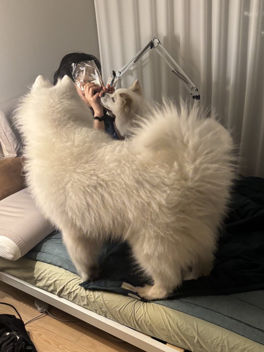 밤에 몰래 빵먹다가 개들한테 들킴.