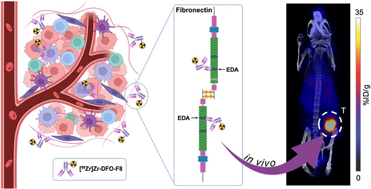 JNM (@journalofnucmed) on Twitter photo EDA-FN imaging with 89Zr-DFO-F8 exhibited powerful tumor delineation in preclinical triple-negative breast cancer models. ow.ly/oHFB50VKLFb
#NuclearMedicine #MolecularImaging #TNBC <a href="/MSKCancerCenter/">Memorial Sloan Kettering Cancer Center</a> <a href="/Just_Hachey/">Justin Hachey</a> <a href="/LewisLabMSKCC/">Jason Lewis Radiochem MSK</a> EDA-FN imaging with 89Zr-DFO-F8 exhibited powerful tumor delineation in preclinical triple-negative breast cancer models. ow.ly/oHFB50VKLFb
#NuclearMedicine #MolecularImaging #TNBC <a href="/MSKCancerCenter/">Memorial Sloan Kettering Cancer Center</a> <a href="/Just_Hachey/">Justin Hachey</a> <a href="/LewisLabMSKCC/">Jason Lewis Radiochem MSK</a>