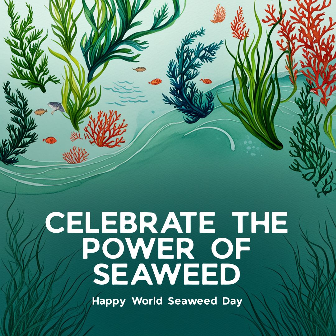 🌿🌊 Happy World Seaweed Day! 🌊🌿
Celebrate the incredible power of these humble marine primary producers with extraordinary potential! 
At the ISAP, we champion the research &amp; application of seaweed &amp;other algae for a better, greener future. 🌎💚
appliedphycologysoc.org .