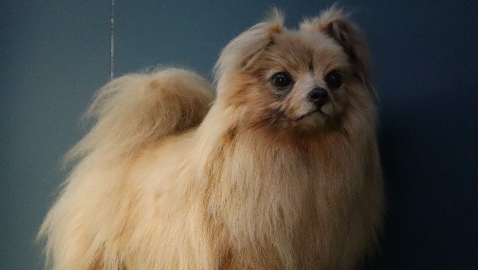 The Pomeranian  dog was a great favourite of Queen Victoria - and in those days, if the Queen liked something, everyone liked it! Originally Pomeranian dogs were quite a large breed, but selective breeding reduced their size: our example is only 18cm to its shoulders. #Dog #Tring