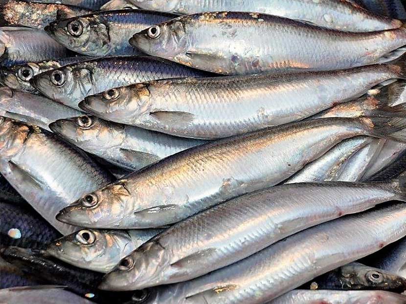First high quality Scottish herring of the summer season landed for the premium Dutch ‘maatjes’ herring market.  

bit.ly/4kHJDVE

#herring #herringseason #landings #dutch #fish #scottish