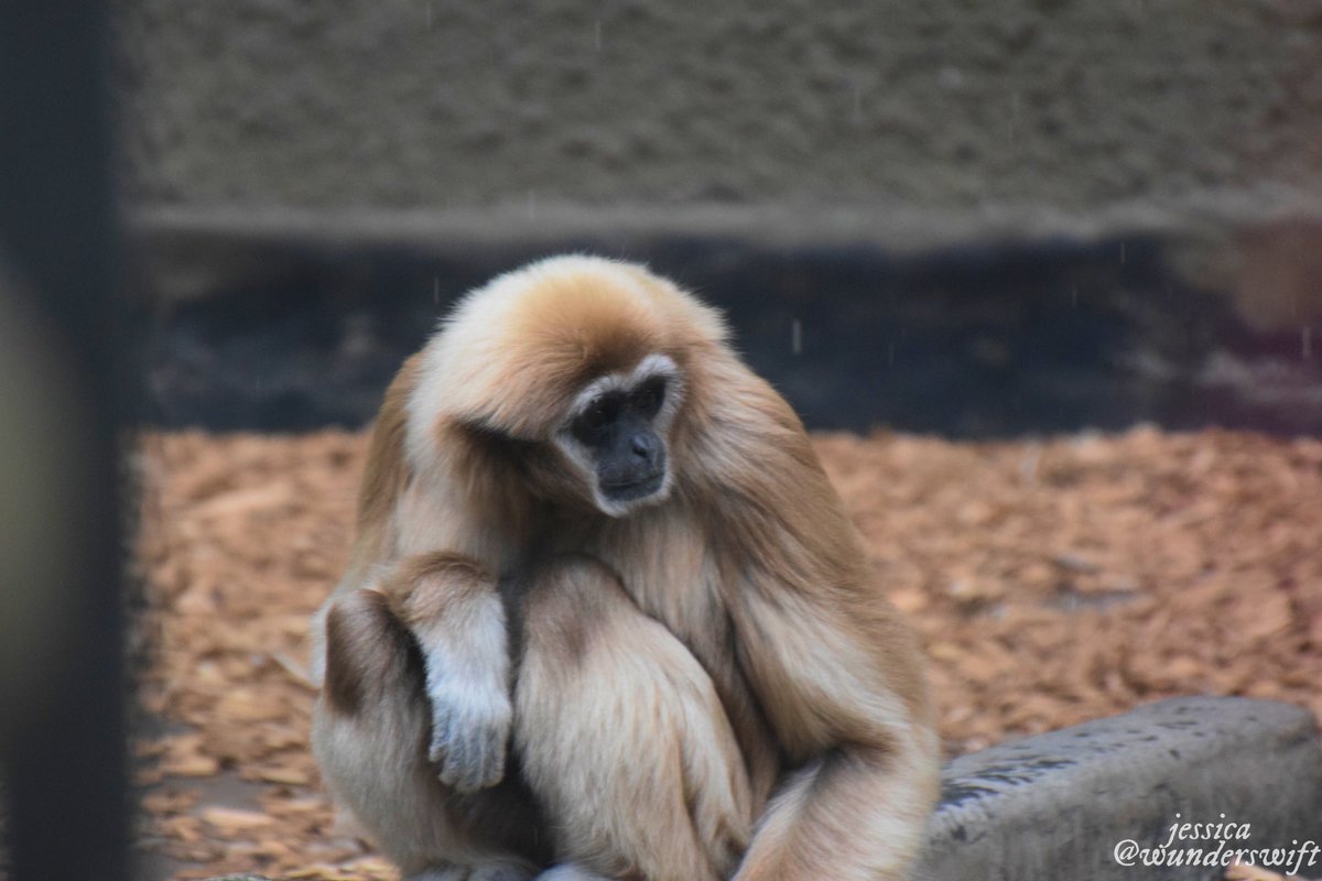 gibboning around