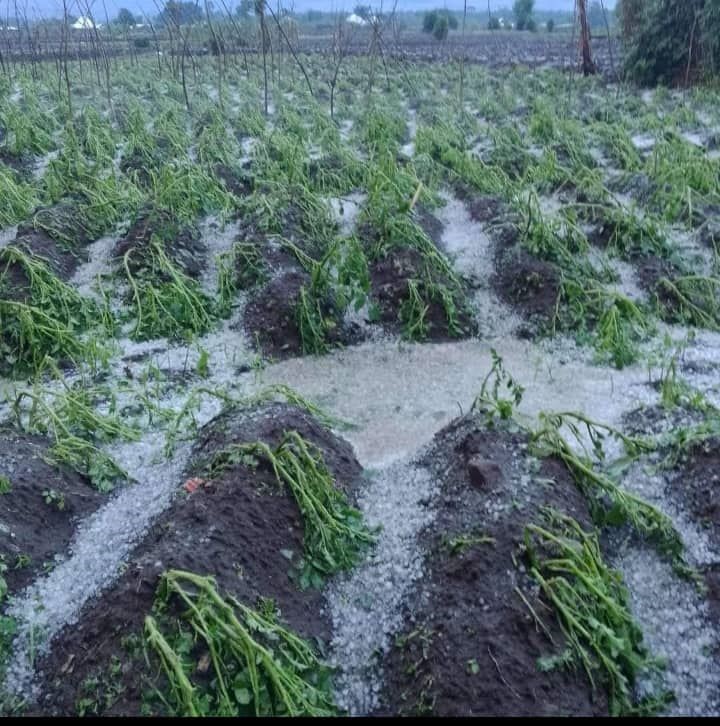 Hope Vineyard Foundation-Uganda (HVF-UG) (@hvfuganda) on Twitter photo Notable climate change impacts with altered rain pattern,flood,drought,mudslides,heatwave in Uganda is a threat to #livelihood #foodproduction #foodsecurity <a href="/AnitahAmong/">Anita Annet Among</a> <a href="/OyuluPatrick/">Patrick Oyulu</a> <a href="/WFP/">World Food Programme</a>
SPOTLIGHT:Visited Anyoli's potato farm in #Zombo,after hailstone goto.gg/68492 Notable climate change impacts with altered rain pattern,flood,drought,mudslides,heatwave in Uganda is a threat to #livelihood #foodproduction #foodsecurity <a href="/AnitahAmong/">Anita Annet Among</a> <a href="/OyuluPatrick/">Patrick Oyulu</a> <a href="/WFP/">World Food Programme</a>
SPOTLIGHT:Visited Anyoli's potato farm in #Zombo,after hailstone goto.gg/68492