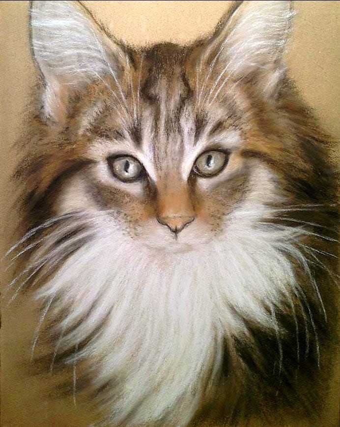 💕  My drawing of a long haired cat 💕 ( pastel pencil on a sanded ground )
#cats #catsarefamily #love #pets #drawing