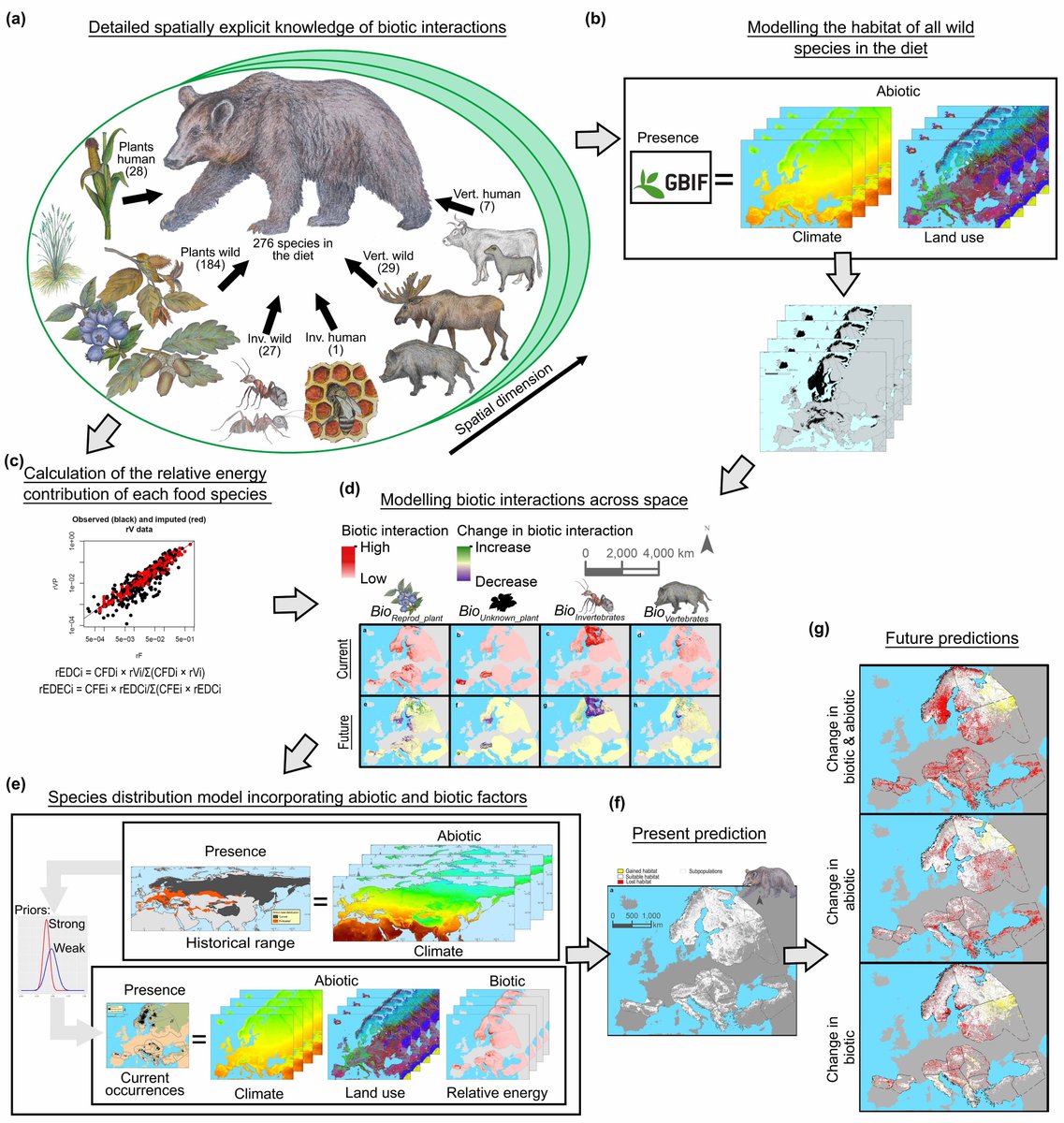 📢PAPER ALERT!!🚨🚨
Our article “Trophic interactions are key to understanding how global change shapes the distribution and ecological role of the brown bear” is now online in <a href="/GlobalChangeBio/">Global Change Biology</a> 🐻🌍
#ClimateChange #Ecology #Biodiversity #bear 
onlinelibrary.wiley.com/doi/10.1111/gc…