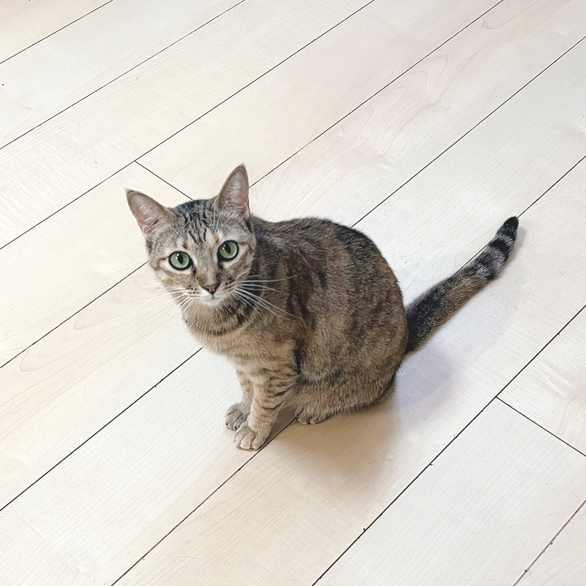 こまるちゃん👧🏻
触るのを全力拒否する猫が我が家には何匹かおりますが、この子は本当に指一本たりとも触れません😅