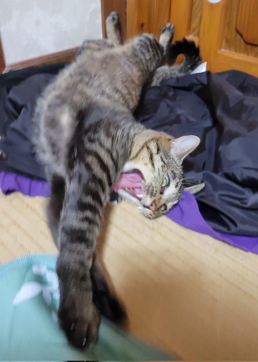 みんなみたいに
あくびしてるかわいい写真が撮りたいだけなのに。。。

#はむちゃん　#キジトラ
#猫のいる暮らし 
#猫好きさんと繋がりたい