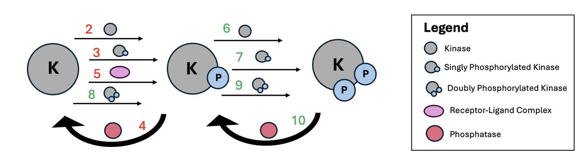 Rati Sharma (@ratisharma) on Twitter photo This is now published in its final form! Main take-away is that introduction of reversibility in a signalling pathway leads to a lowering of mutual information. Information transfer gets reduced. Link doi.org/10.1039/D5CP00⦠<a href="/chm_iiserb/">Dept of Chemistry, IISER Bhopal</a> <a href="/PCCP/">PCCP</a> <a href="/RoySocChem/">Royal Society of Chemistry</a> <a href="/iiserbhopal/">IISER Bhopal</a> <a href="/phy_iiserb/">Department of Physics, IISER Bhopal</a> This is now published in its final form! Main take-away is that introduction of reversibility in a signalling pathway leads to a lowering of mutual information. Information transfer gets reduced. Link doi.org/10.1039/D5CP00⦠<a href="/chm_iiserb/">Dept of Chemistry, IISER Bhopal</a> <a href="/PCCP/">PCCP</a> <a href="/RoySocChem/">Royal Society of Chemistry</a> <a href="/iiserbhopal/">IISER Bhopal</a> <a href="/phy_iiserb/">Department of Physics, IISER Bhopal</a>