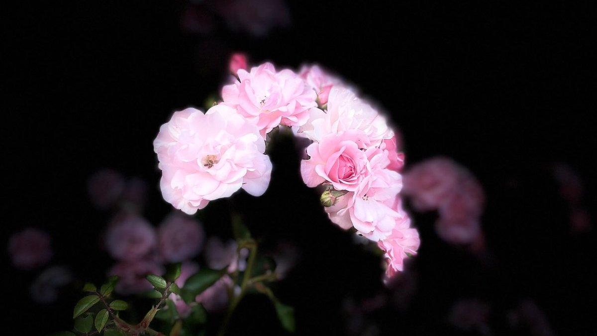 Schön prangt im Silbertau die junge Rose,
...
Denn all ihr Glück, was ist's? ein endlos Wagen!

Eduard Mörike  *08.09.1804  -  †04.06.1875
#Mörike150