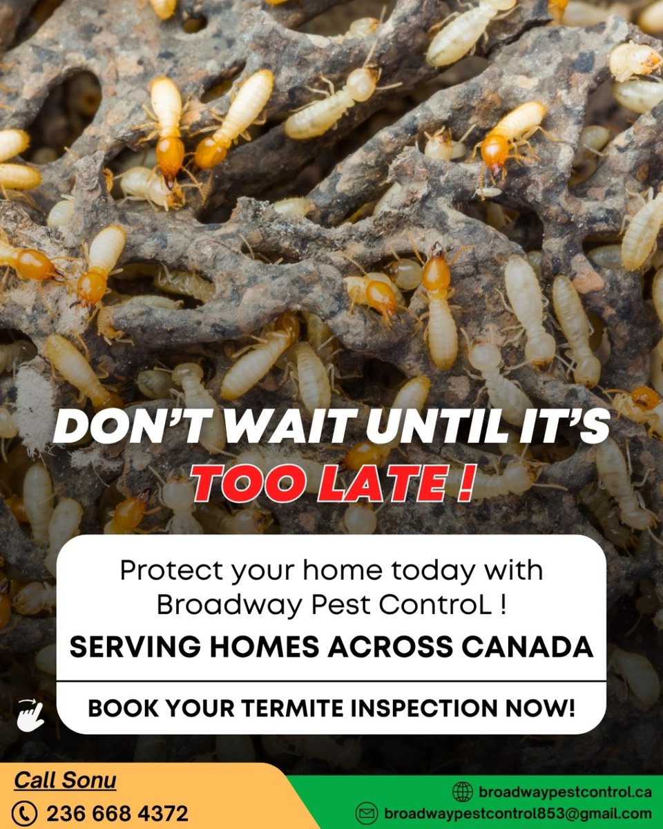 BroadPest93579's tweet image. 🚨 Think your home is safe? So did they... until termites took over.
Termites are silent destroyers, causing thousands in damage before you&apos;re even aware.

☎+1 236-668-4372
🌐 broadwaypestcontrol.ca

#TermiteControlCanada #PestControlServices #BroadwayPestControl