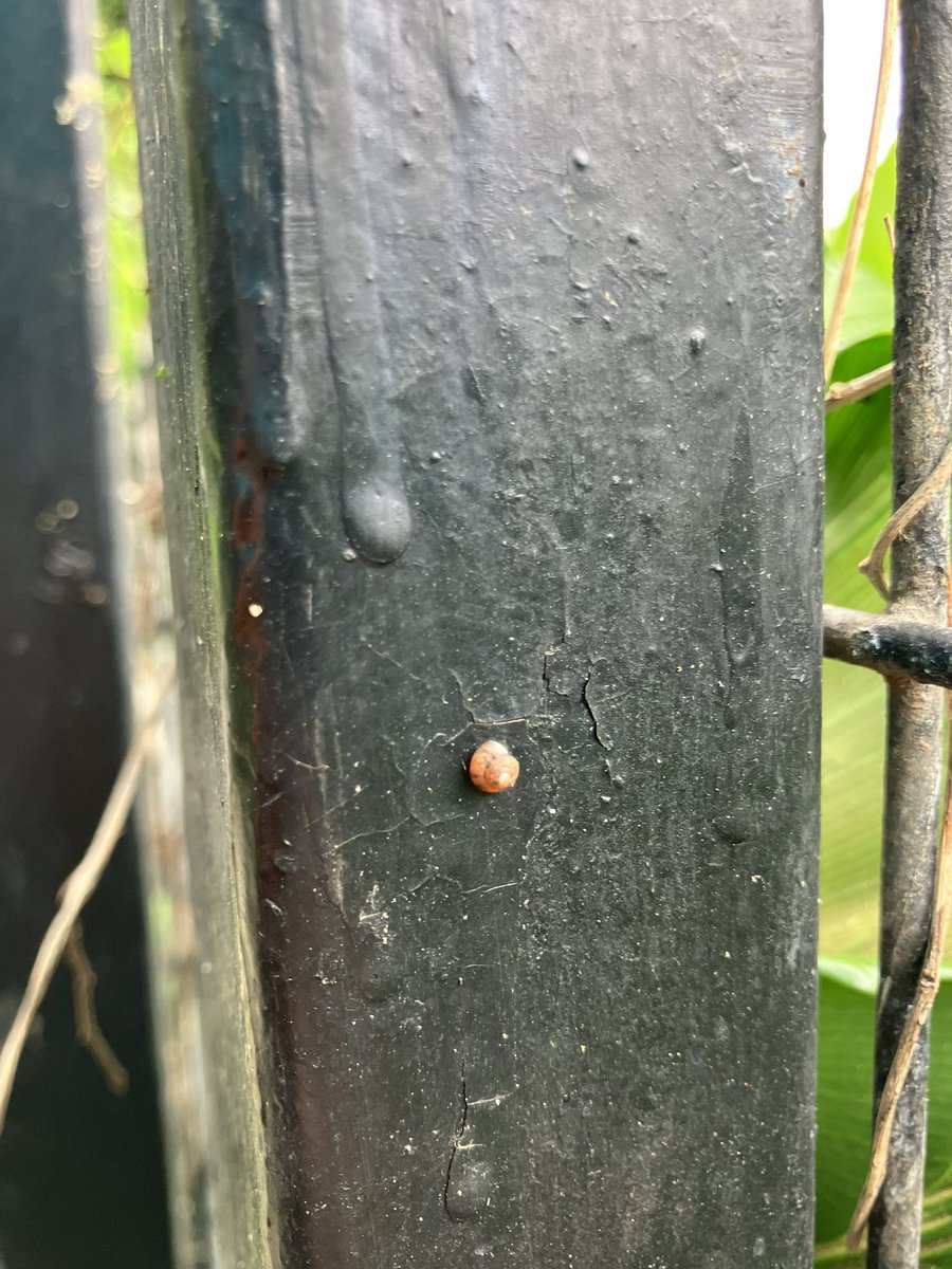 今日出会った稚貝🐌
これはなんの種類なんだろうか...
