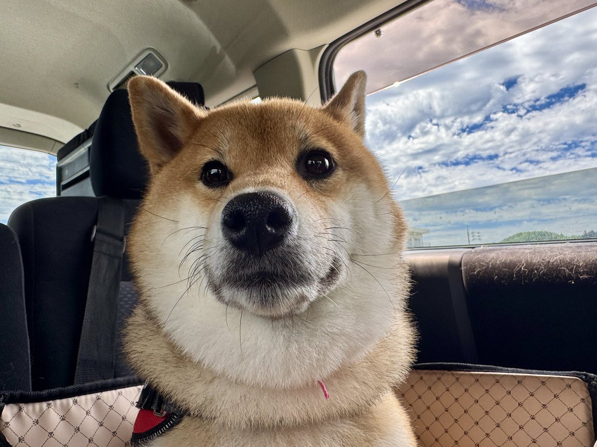 芝犬です。 sddefault.jpg