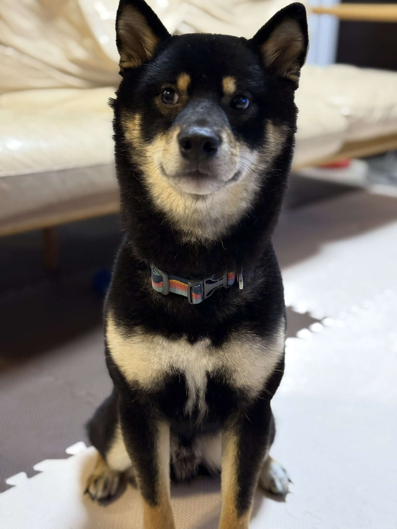 黒豆柴ろくろー (@dog6row) / X