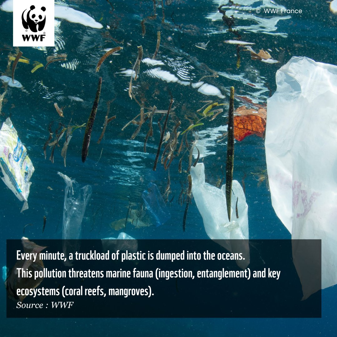 WWF Madagascar (@wwf_mada) on Twitter photo 🌍🌊 Today, on #environmentday , we focus on a #PlasticFreeFuture. In Madagascar, we tackle the urgent issue of plastic pollution in our oceans. Millions of tons of plastic harm marine life, ecosystems, and coastal communities. Let’s act now to protect our planet! 💪 🌍🌊 Today, on #environmentday , we focus on a #PlasticFreeFuture. In Madagascar, we tackle the urgent issue of plastic pollution in our oceans. Millions of tons of plastic harm marine life, ecosystems, and coastal communities. Let’s act now to protect our planet! 💪