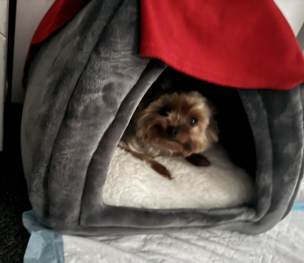 Spotted at 5.45am wen mumz took an unapproved toilet break, spotted in MY furry igloo lookout as gifted by me gwanni ☺️ #ZSHQ