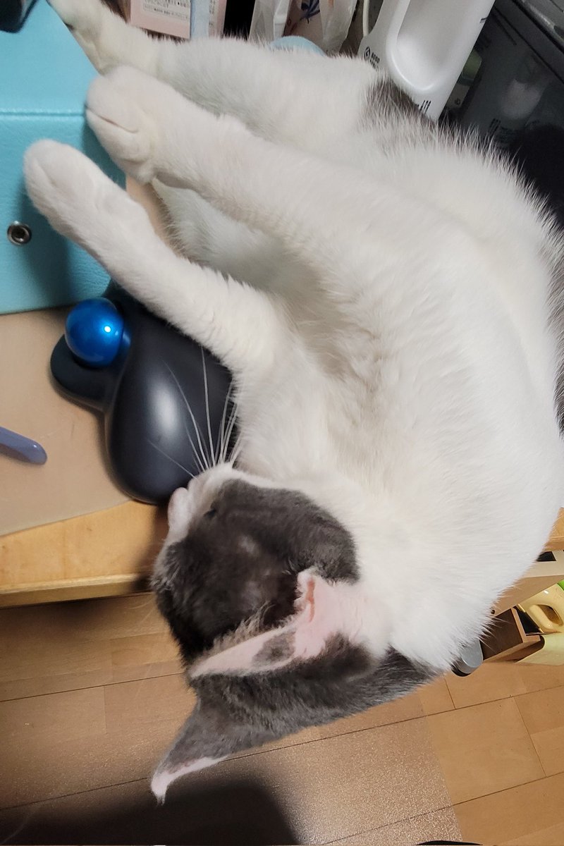 #今日のこゆたん
マウスは絶対渡さにゃい

#猫
#猫のいる暮らし 
#cat