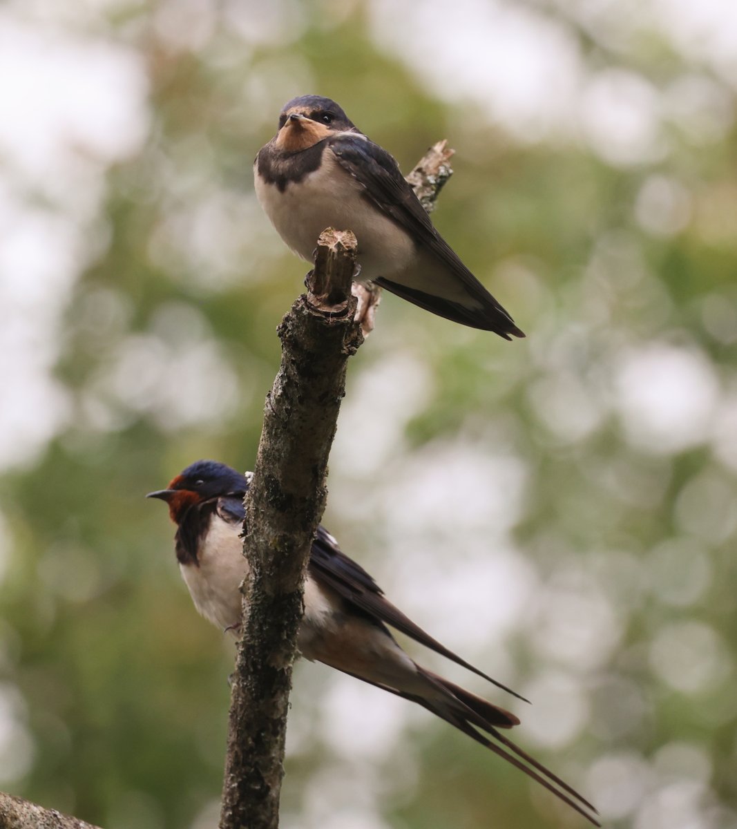 nettyastley's tweet photo. Are you ready for some baby/parent swallow spam?
Such a lucky photographer.
At 1 point there were 5 babies in the tree together π #DaisyNook https://t.co/nClEqVSNXH