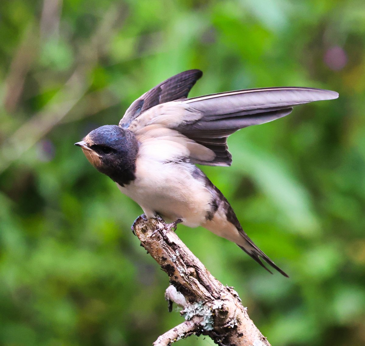 nettyastley's tweet photo. Are you ready for some baby/parent swallow spam?
Such a lucky photographer.
At 1 point there were 5 babies in the tree together π #DaisyNook https://t.co/nClEqVSNXH