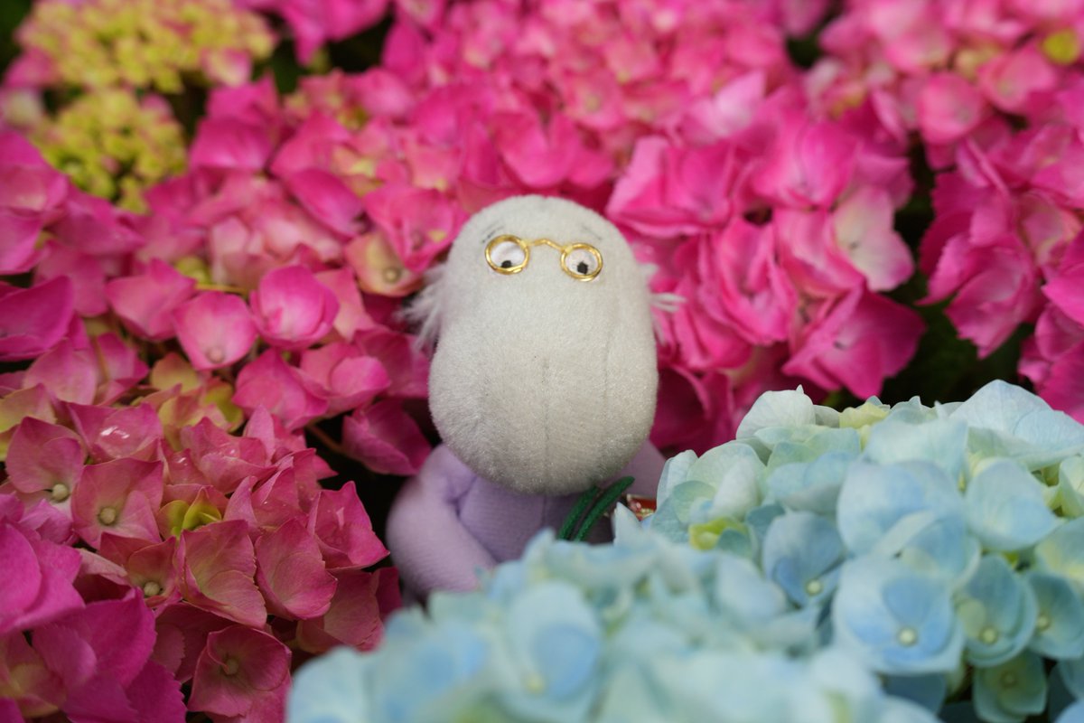 花を傷つけないよう、株と株の空間をお借りして、みんなを撮ってみました。
ぬいぐるみたちを手持ちで撮影するのに、タムロンの50-300mmは、1：2マクロもできるのでとても使いやすいレンズでした。
Tamron 50-300mm F/4.5-6.3 Di III VC VXD
50mm F8.0 1/100秒
#tamron #ムーミンバレーパーク