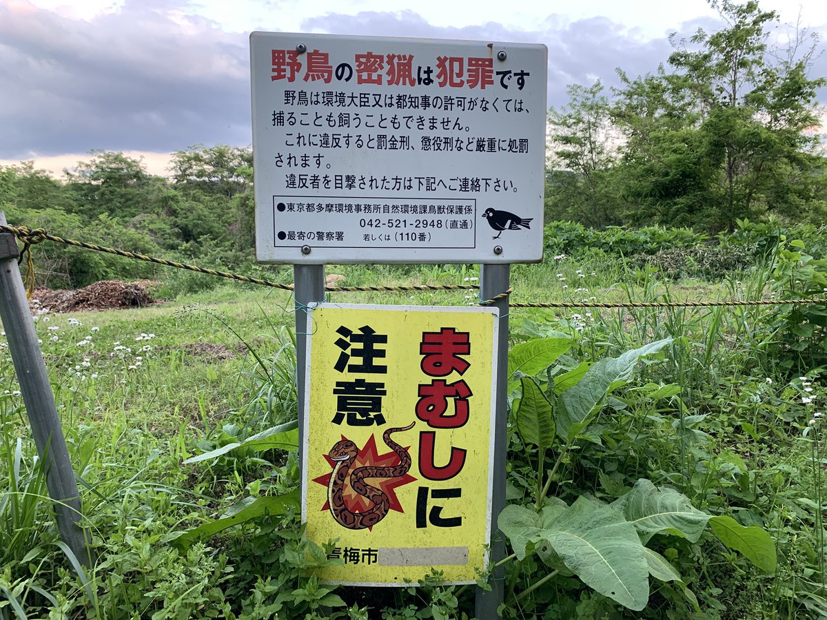 今日は仕事が早く終わったので、今年のノチーノ作りの為に沢胡桃の様子見に🚗💨
未だ早そうですね〜