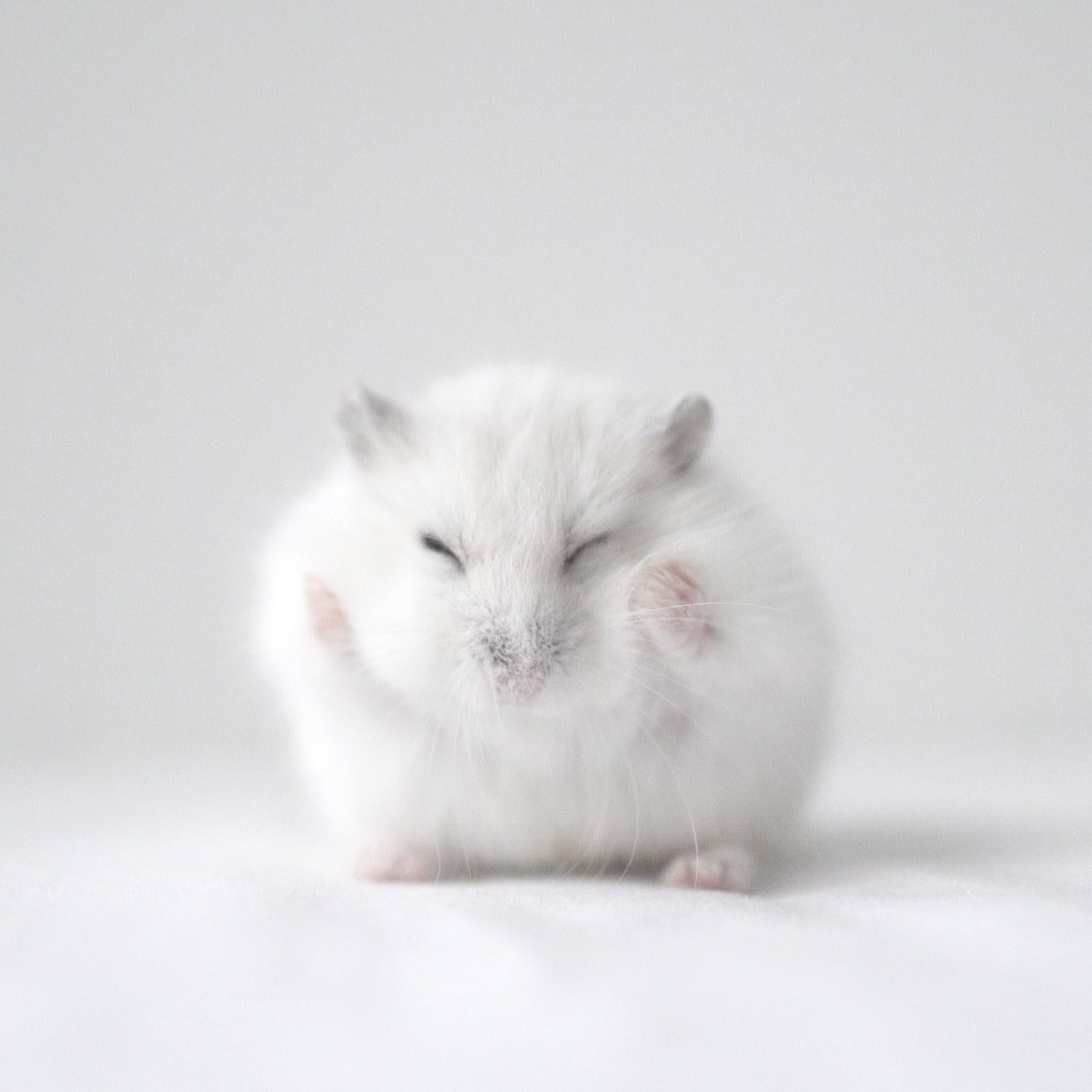 natico_hamu's tweet photo. おいちー🐹🤍 https://t.co/YqaLFDUAUC