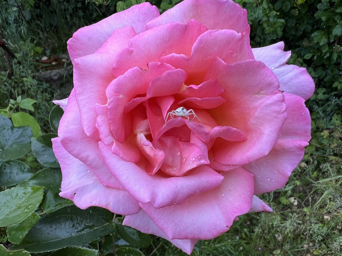 Happy #RoseWednesday 
I have a spider in my Rose
💕💕💕💕💕💕💕💕💕💕

#NannysGardenWorld

Join me 
On Instagram &amp; TikTok 

#Flowers #Garden #GardeningTwitter #PlantingTwitter #BanPlasticGrass #PeatFree #GardeningX