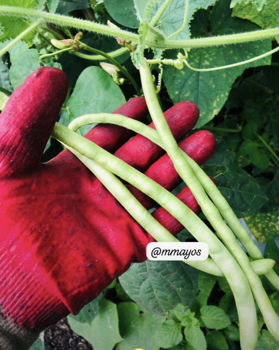 I've found this Chinese long beans plant to be the most straightforward green beans to grow. Planting them in May yielded production by early June, and harvests have been continuous thereafter.
#agro
#greenliving