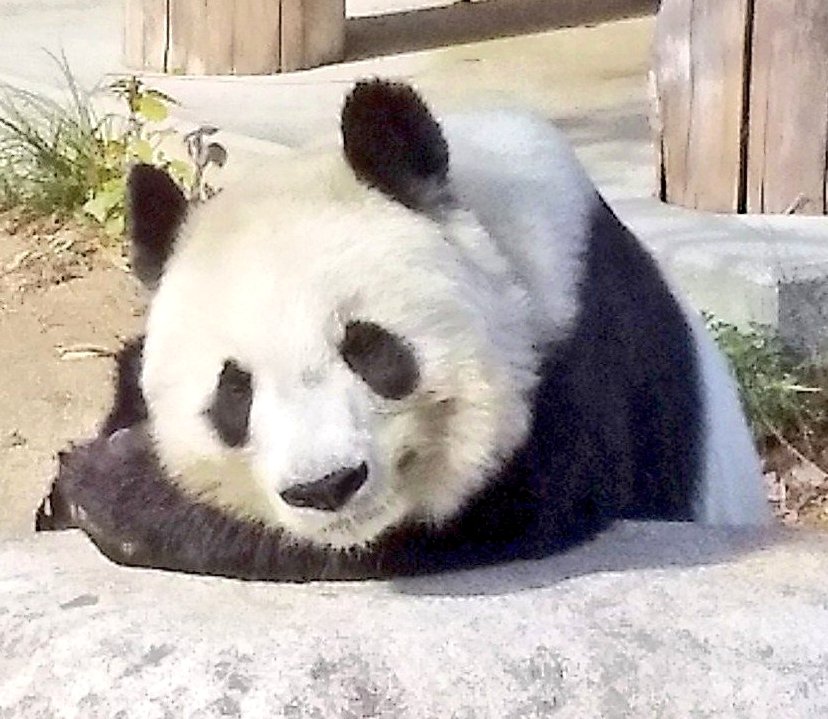 ojizoosummit's tweet photo. #拡散希望 #神戸に再びパンダを 🐼
#ジャイアントパンダ #旦旦 🐼が亡くなり1年が経過。。
#王子動物園 では #タンタン 🐼を守るため、本場・中国の専門家も驚かせた #世界初の治療法 🩺に取り組み、動物園での粘り強い治療は、パンダ医療を発展させ、パンダ飼育🐼における日中の信頼を深めました🐼 https://t.co/zoULdoFOTp