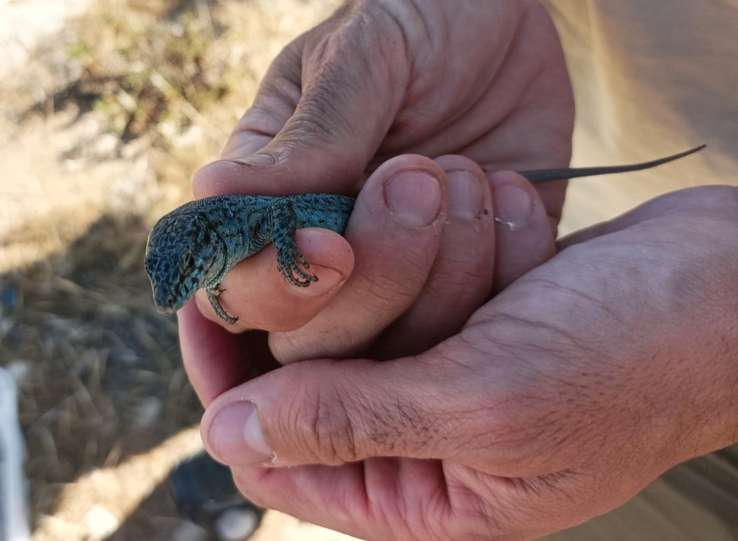 Conselleria d'Agricultura, Pesca i Medi Natural (@agriculturagoib) on Twitter photo 🦎 El <a href="/goib/">Govern de les Illes Balears</a> i el Zoo de Barcelona impulsen un pla pilot per garantir la conservació de la sargantana de les Pitiüses.
🤝 El projecte dona continuïtat al conveni de col·laboració entre <a href="/AgriculturaGOIB/">Conselleria d'Agricultura, Pesca i Medi Natural</a> i la Fundació Barcelona Zoo.
🔗 tn.caib.es/PlaPilot 🦎 El <a href="/goib/">Govern de les Illes Balears</a> i el Zoo de Barcelona impulsen un pla pilot per garantir la conservació de la sargantana de les Pitiüses.
🤝 El projecte dona continuïtat al conveni de col·laboració entre <a href="/AgriculturaGOIB/">Conselleria d'Agricultura, Pesca i Medi Natural</a> i la Fundació Barcelona Zoo.
🔗 tn.caib.es/PlaPilot